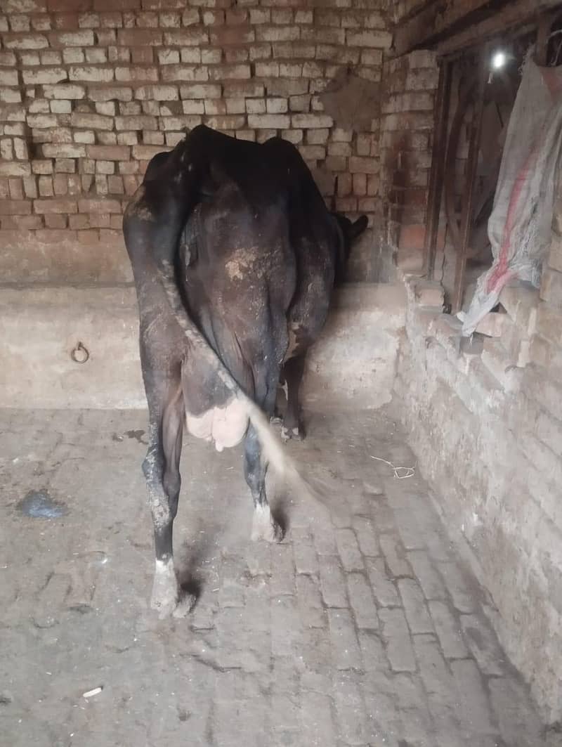 Jersey cow | Friesiancross cow |cow with bachra  | Cow For Sale | گائے

                                                            alt=