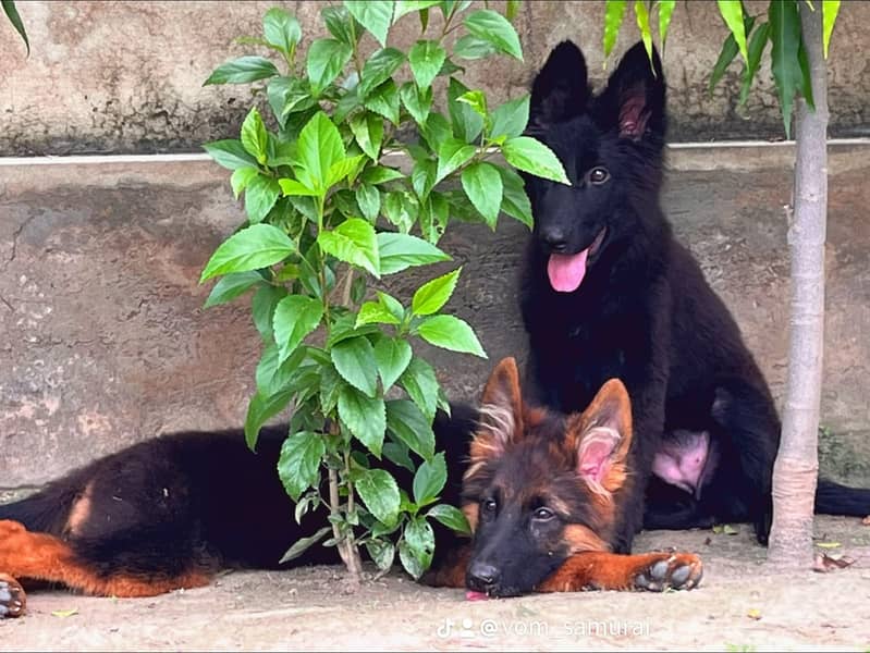 german shepherd | Pink pedigree german shepherd puppies | gsd puppy

                                                            alt=