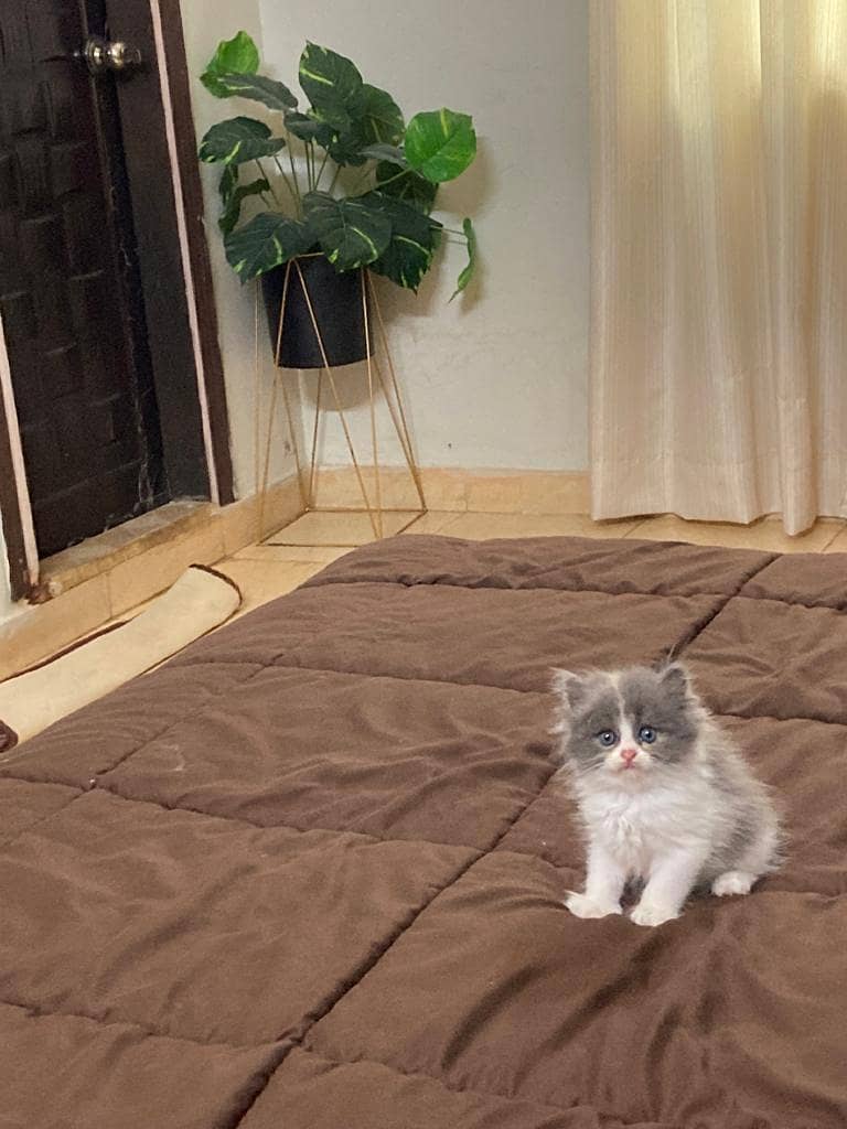 Kittens Available. In Hyderabad

                                                            alt=