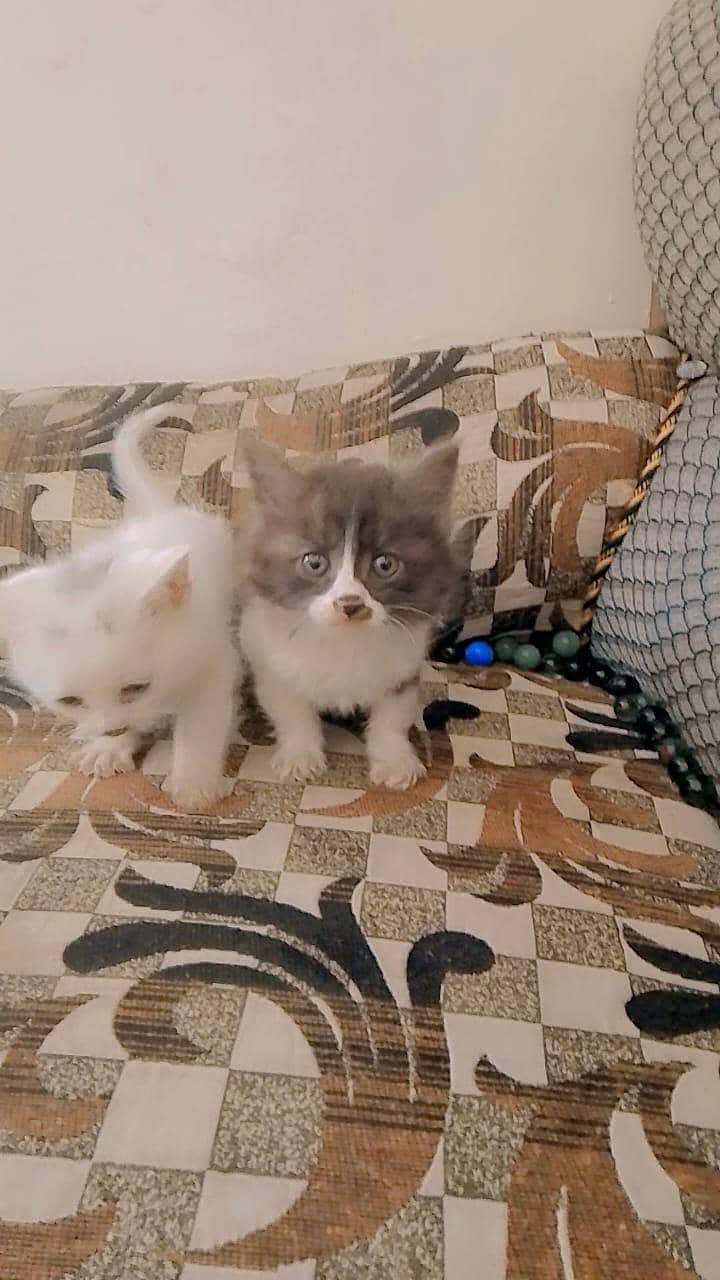 *Persian cat pair | triple coat | punch face | Persian cat for sale*

                                                            alt=