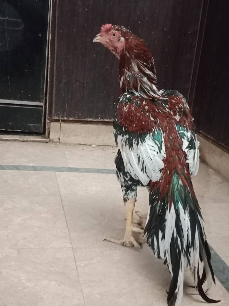 mianwali china aseel

                                                            alt=