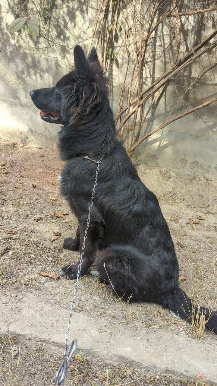 German Shepherd | Black German Shepherd | Long Coat Dog | GSD

                                                            alt=