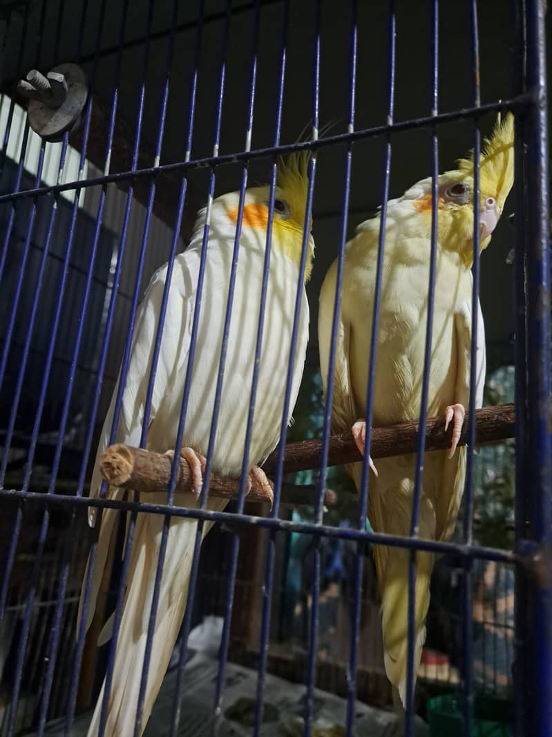 Lutino Cockatiel Pair (Male 5yo, Female 1yo)

                                                            alt=