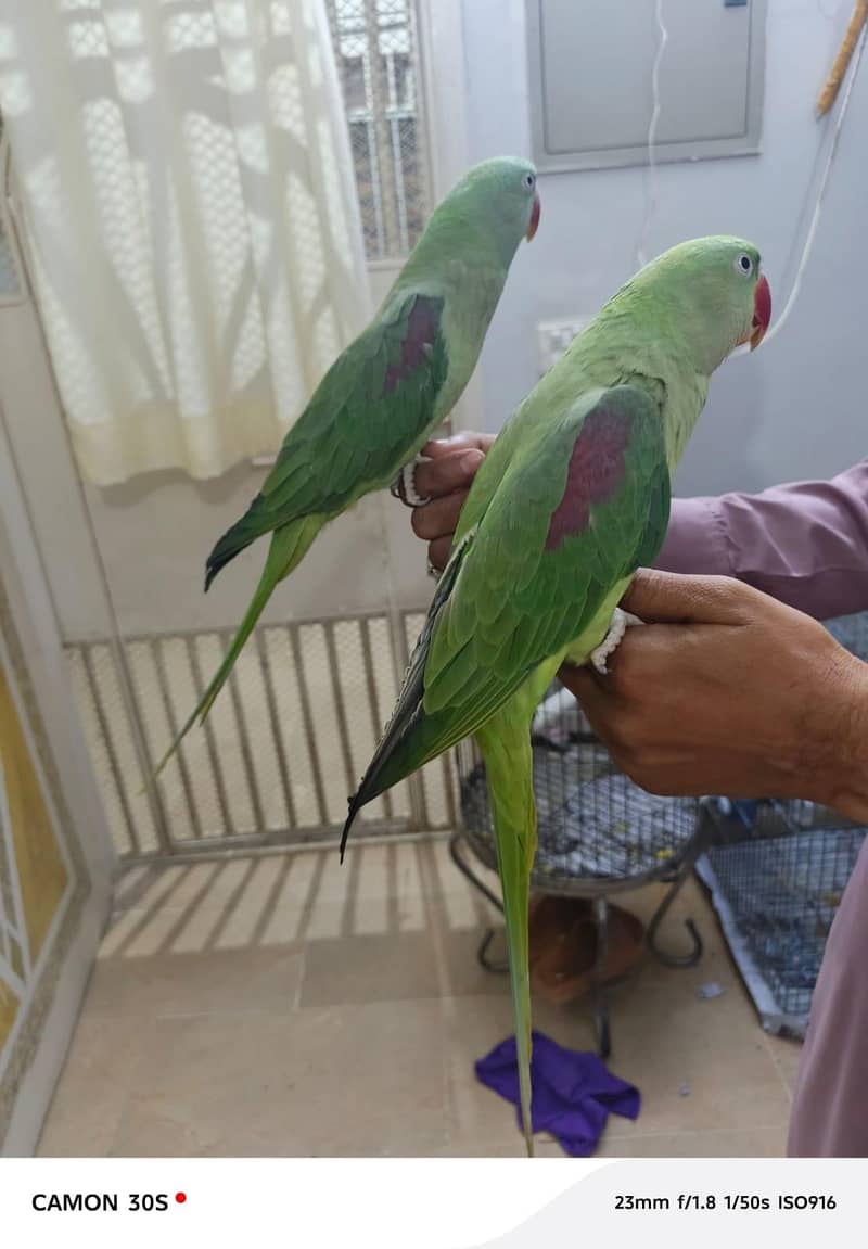 Raw Kashmir parrot

                                                            alt=