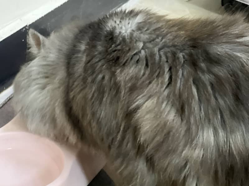 white persian kittens | fawn | calico | bicolor | semi punch | kittens

                                                            alt=