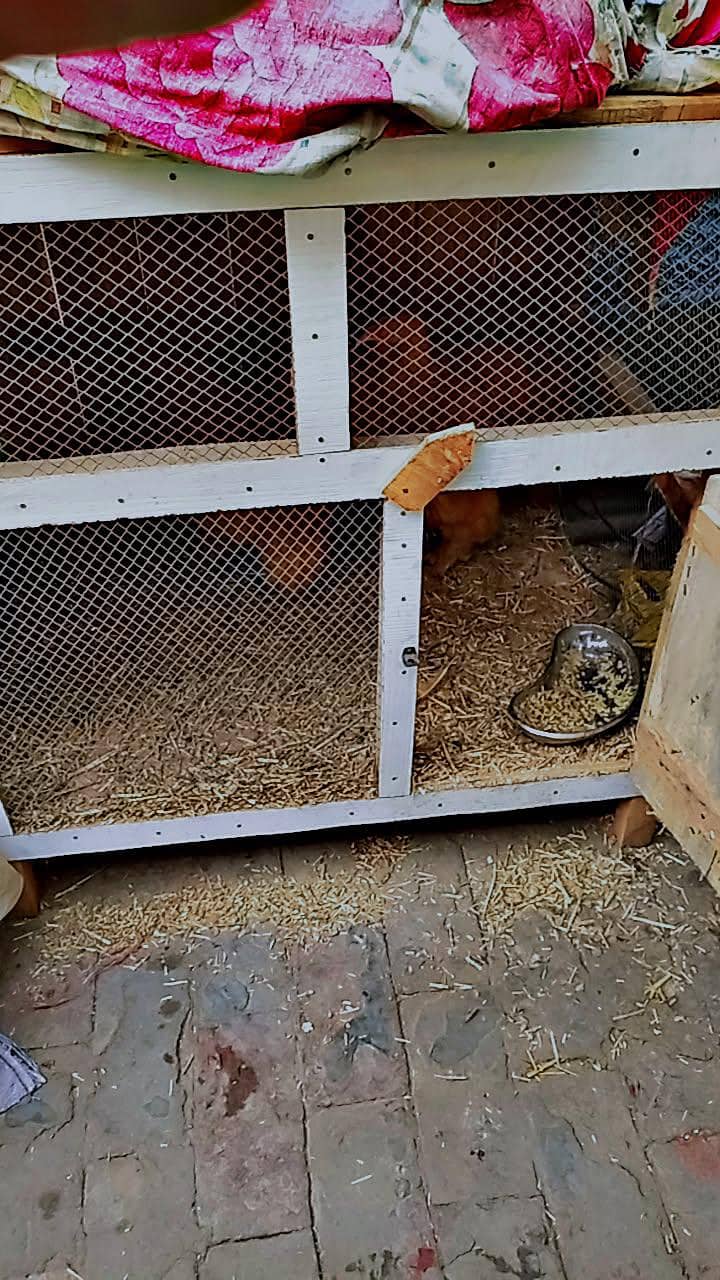 bentum and golden heavy buff

                                                            alt=