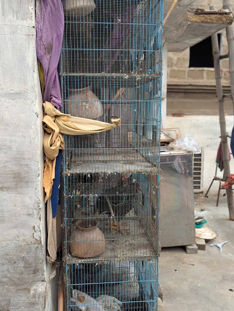 12 Portion cages

                                                            alt=