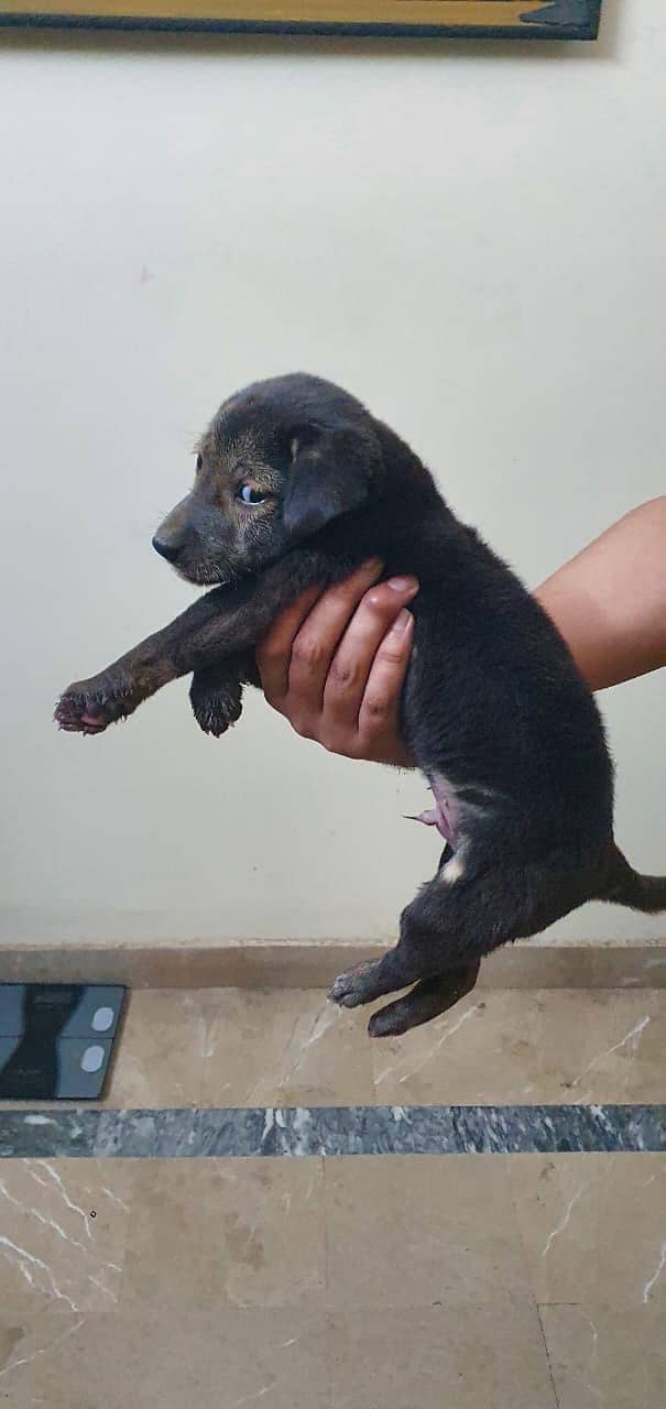 Labrador | Labra puppy | Mix Breed Labra puppy For Sale

                                                            alt=