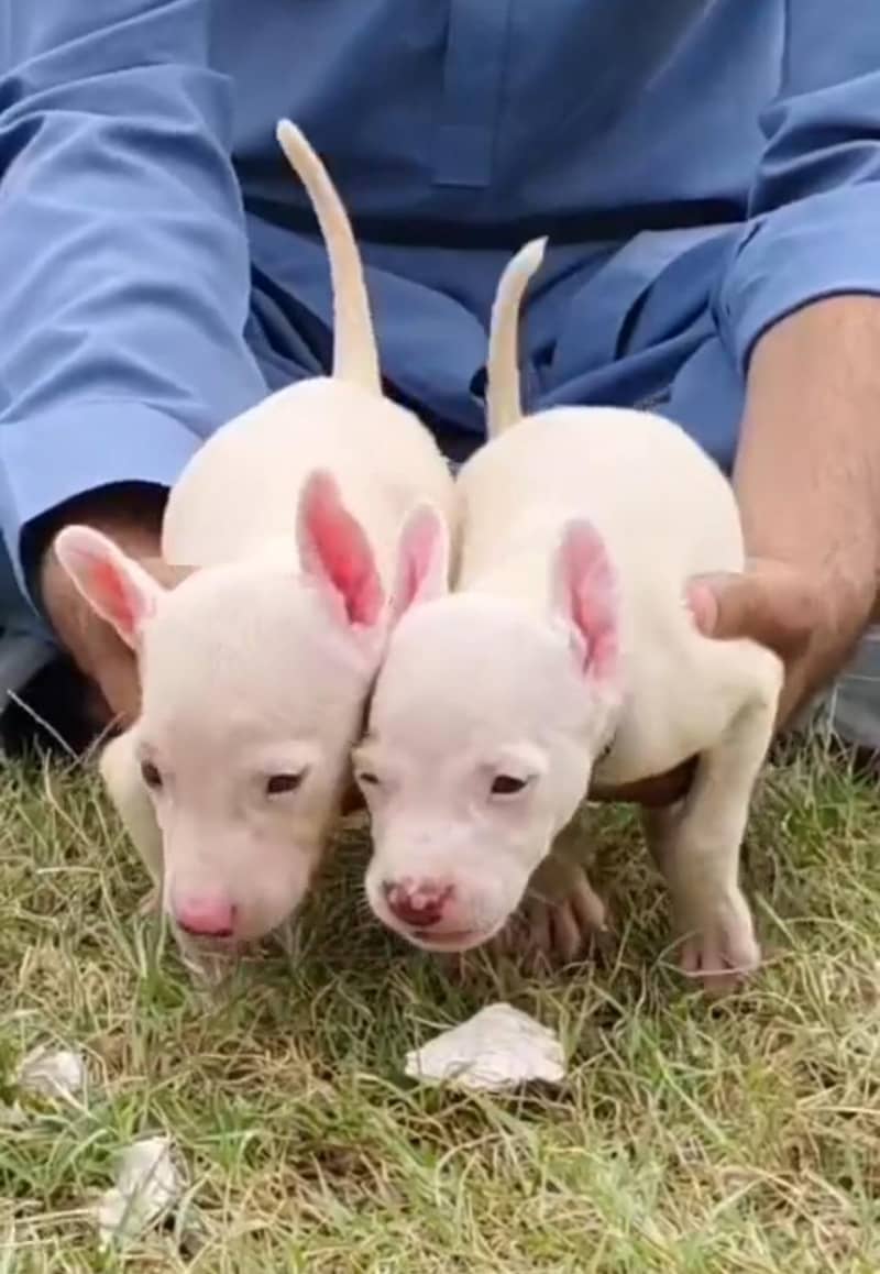 Guwahati gultair red nose varnasal Bangalore pair available for sale

                                                            alt=