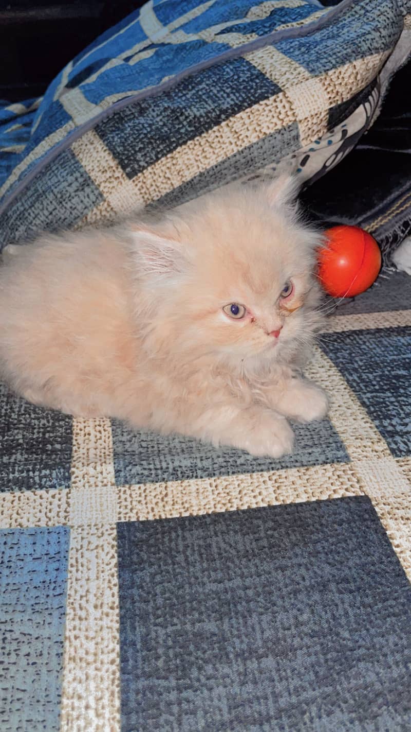 Urgent

                                                            alt=