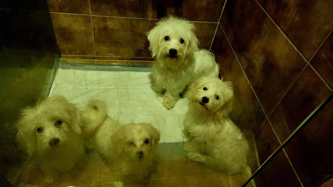 PURE MALTESE TEDDY BEAR PUPPIES FOR SALE – ALL FEMALES!

                                                            alt=