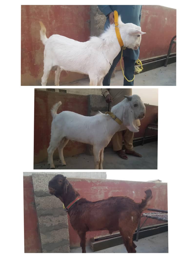 Bakra For sell

                                                            alt=