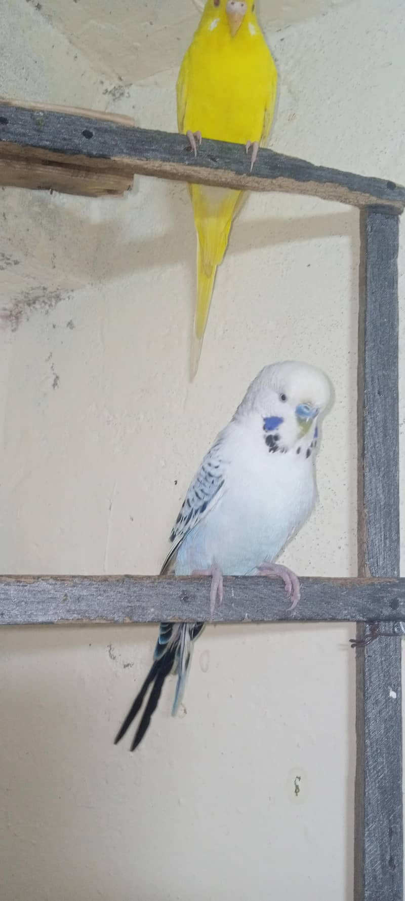 for sale

                                                            alt=