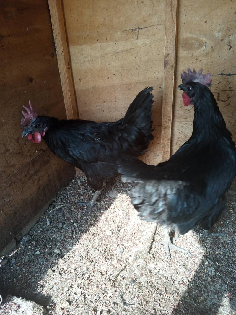 egg laying ayamcemani females for sale

                                                            alt=