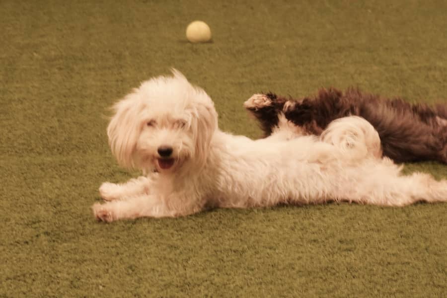 PURE MALTESE TEDDY BEAR PUPPIES FOR SALE – ALL FEMALES!

                                                            alt=