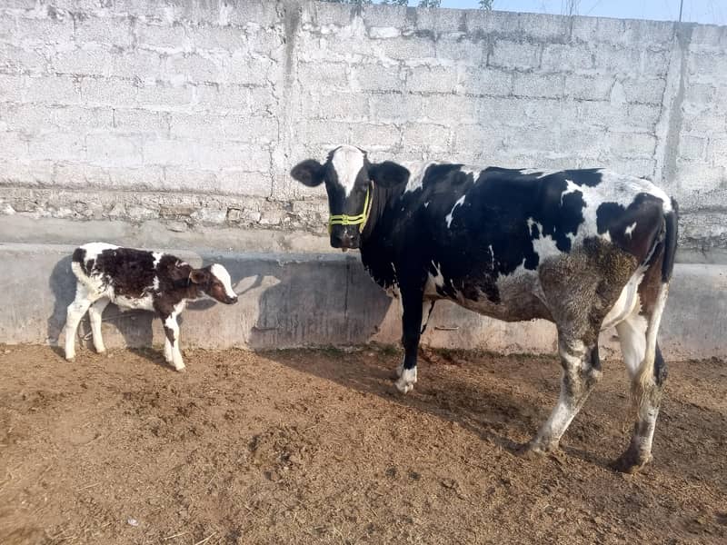 fresian cow | jursy cross cholistani cow

                                                            alt=