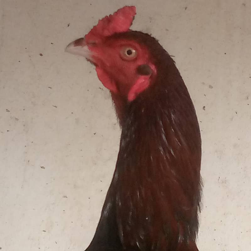 Aseel  Male Breeder Lakha

                                                            alt=