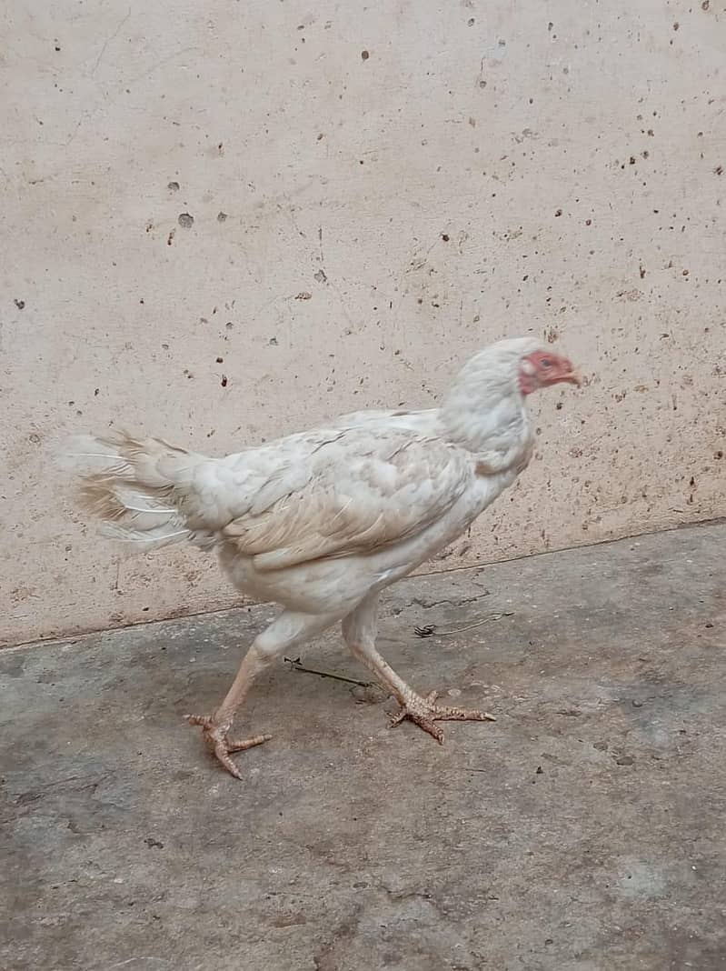 Aseel shamo | White Shamo | Coco shamo | Shamo pair | Breeder | hen

                                                            alt=