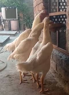 White shamo chicks | Shamo Aseel | Oh shamo | shamo egg  | Chicks

                                                            alt=