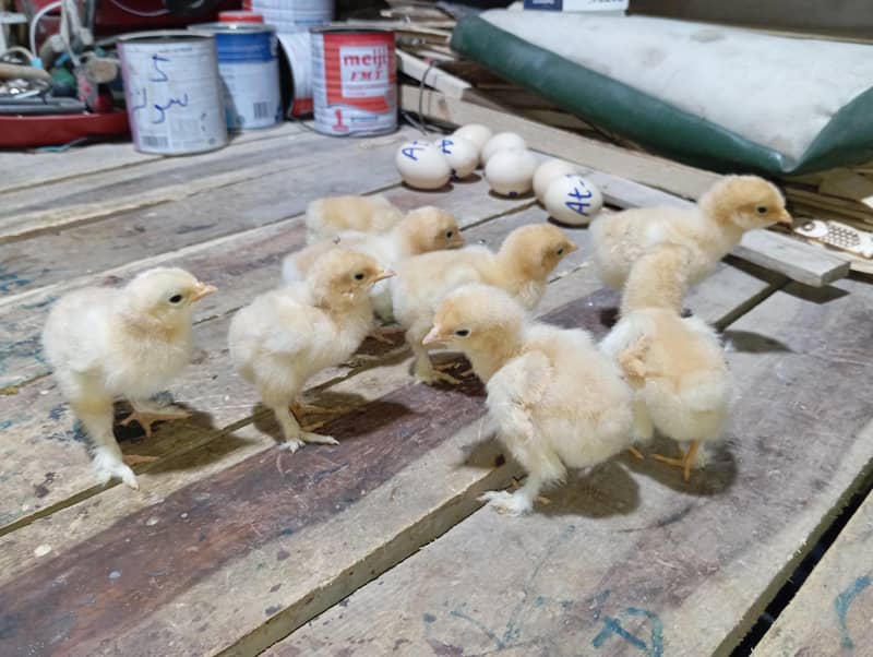 Golden buff chicks

                                                            alt=