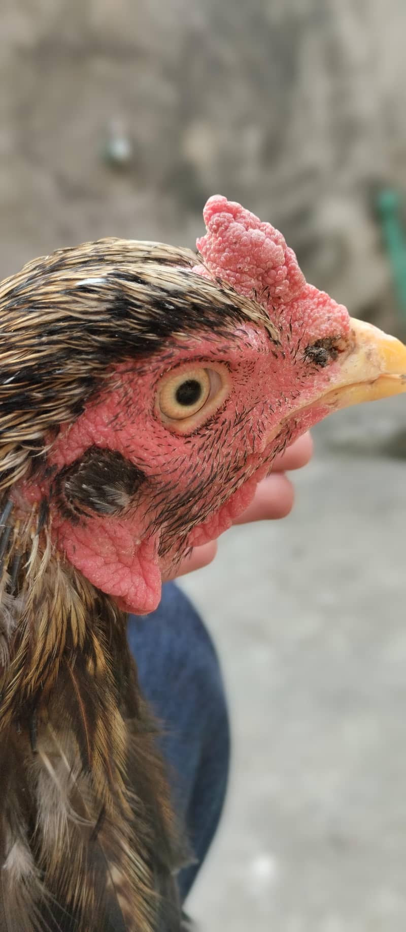 java breed male and parmoze female

                                                            alt=