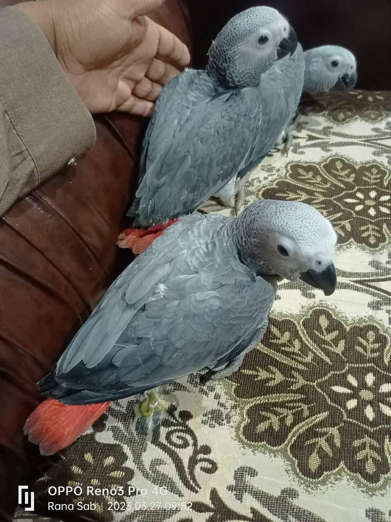 African grey parrot chicks for sale 03244339657

                                                            alt=