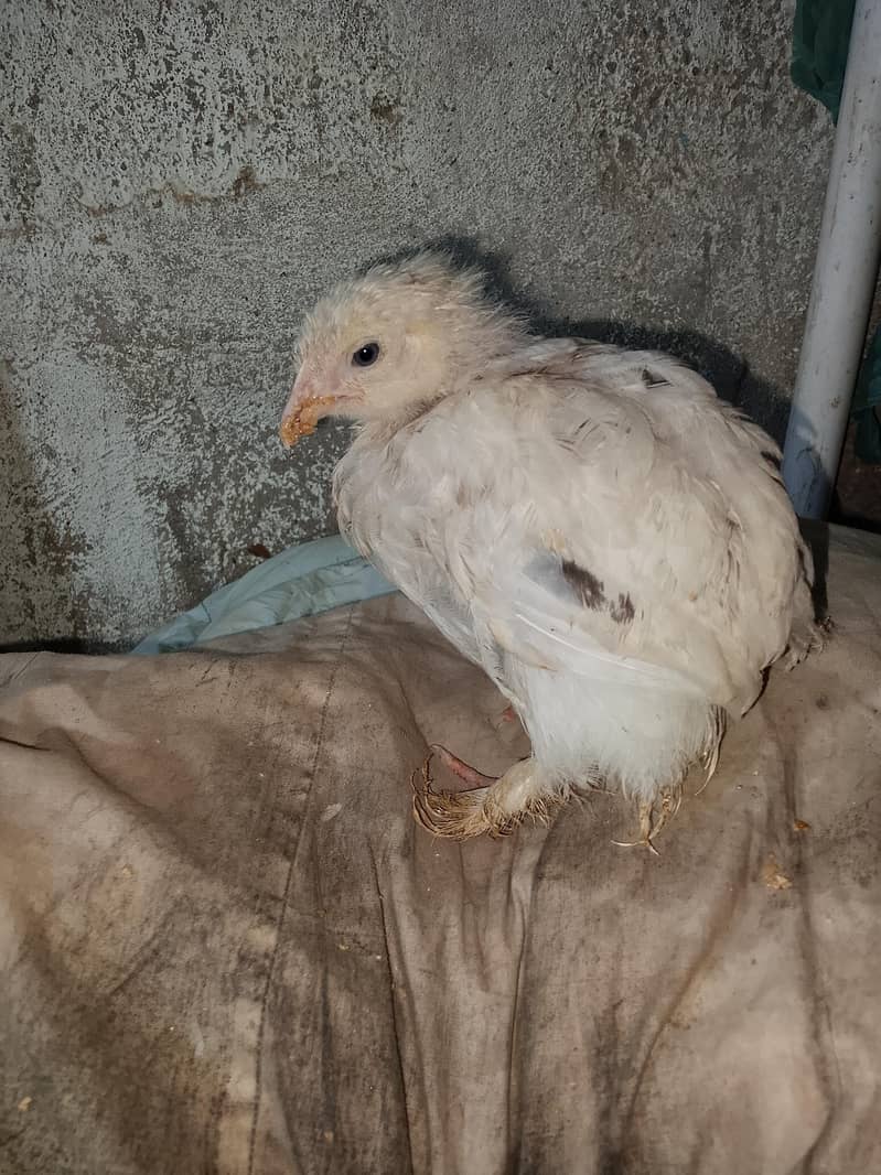 wight silki

                                                            alt=