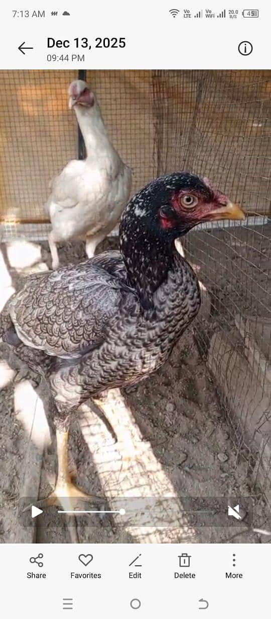 burmi penus pair

                                                            alt=