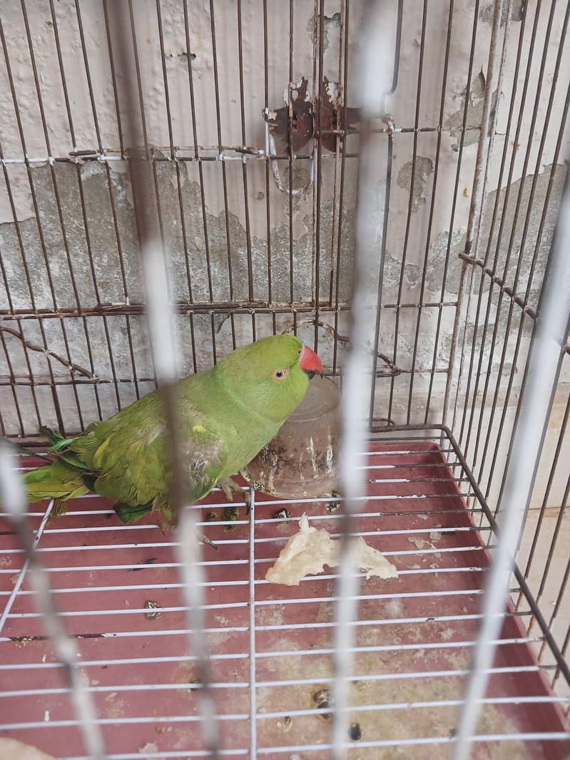 ringrank

                                                            alt=