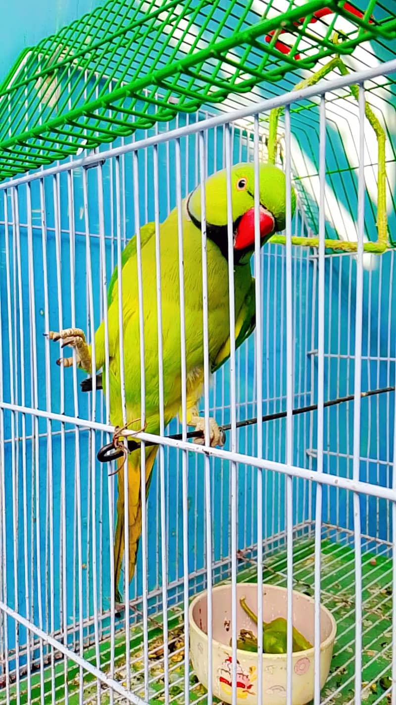 Ringneck parrot full talking mashallah age 2 year

                                                            alt=