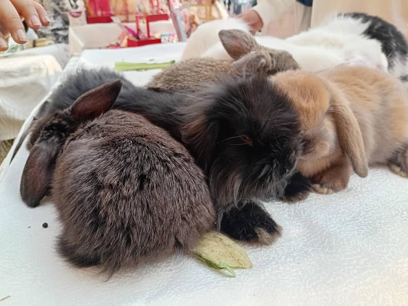 Rabbits & Bunnies Sale

                                                            alt=