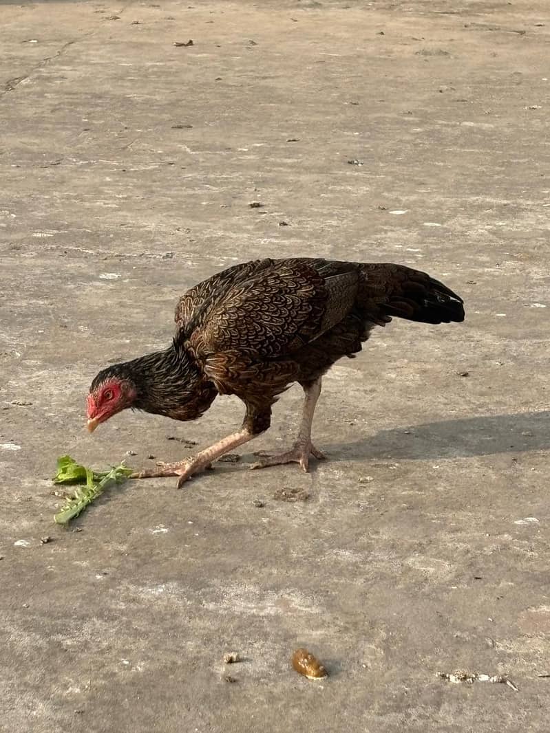 1 hera female and 2 jawa females

                                                            alt=