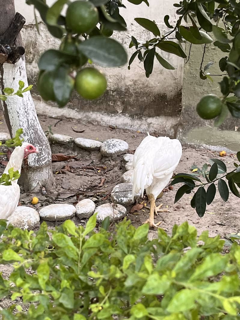 Aseel white galwa pair

                                                            alt=