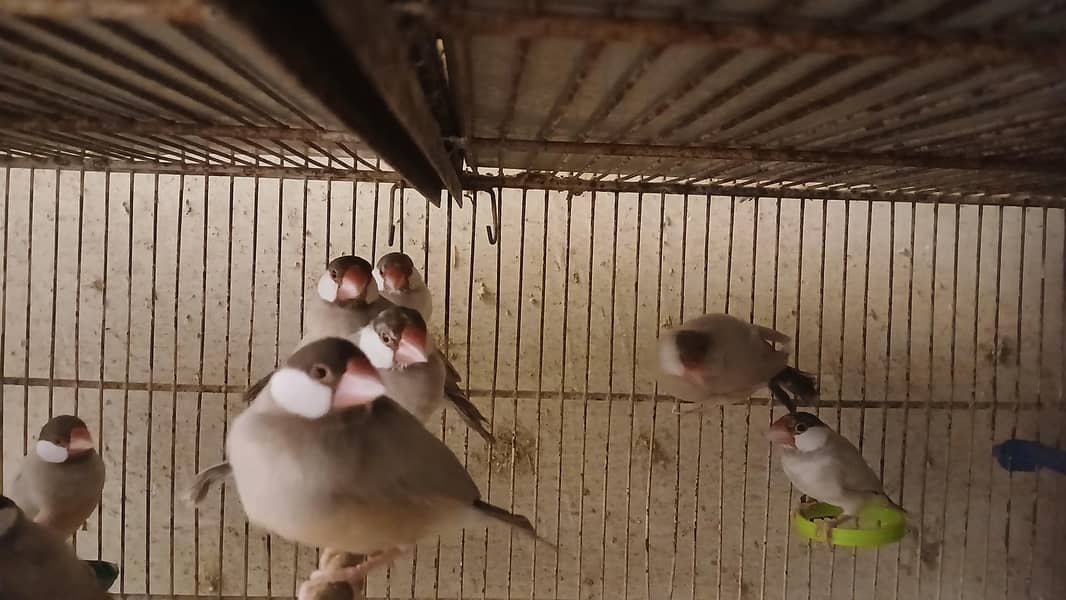 Fawn java

                                                            alt=