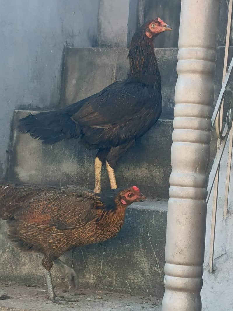 URGENT NEED MONEY. . . . . . . . . . . . .

                                                            alt=