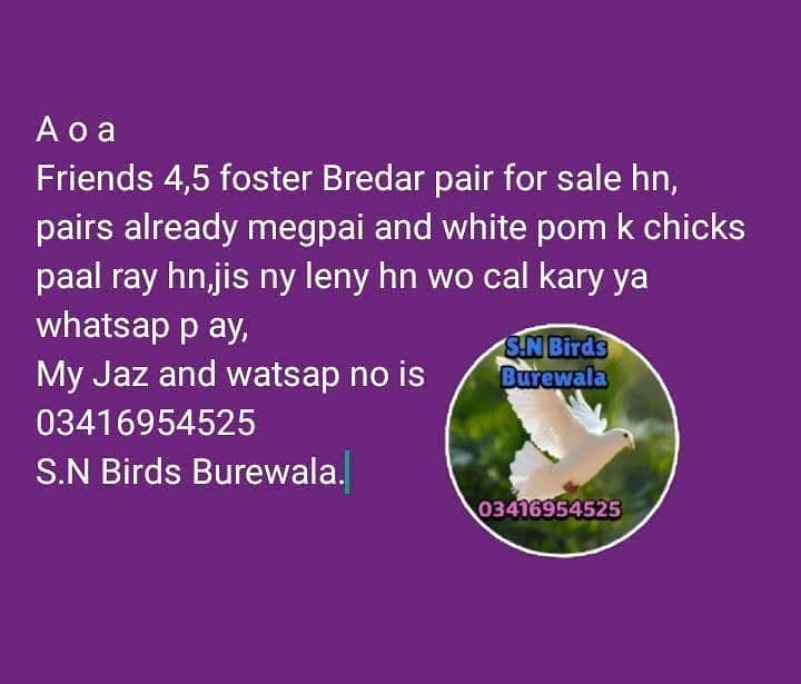 Fancy pigeons/Kabuter/pouter /white Fril//Danish/jermun Lahori sherazi

                                                            alt=