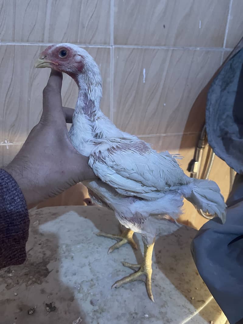 White king Shamo chicks

                                                            alt=