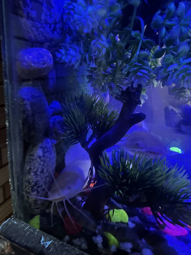 Fish Aquarium | Fish Tank |fish |Complete Setup Filter & Fishes

                                                            alt=