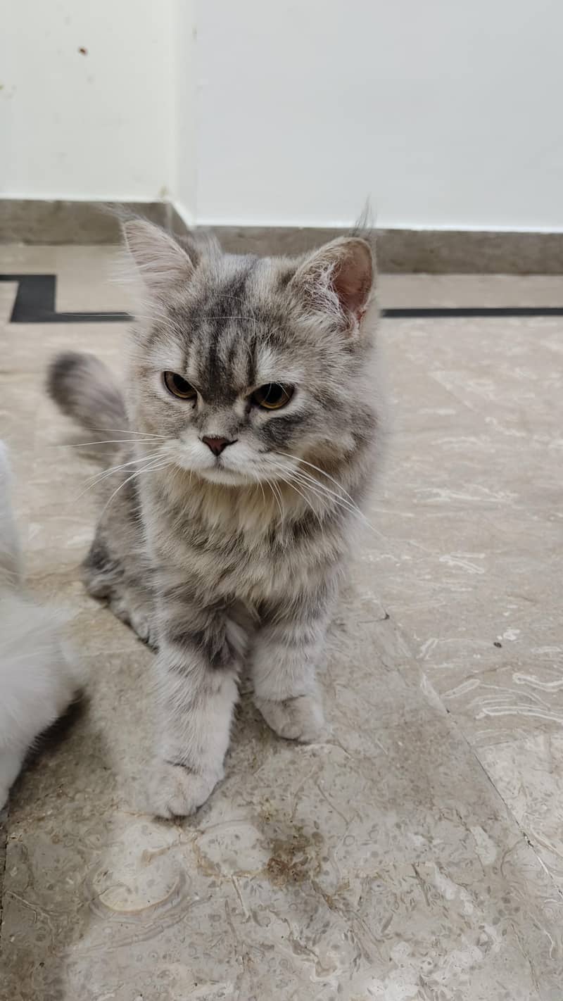 Persian cat

                                                            alt=