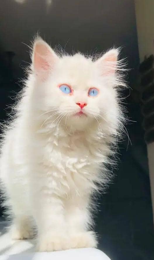 Persian kittens triple coat vaccinated for sale Contact  0323.3070027

                                                            alt=