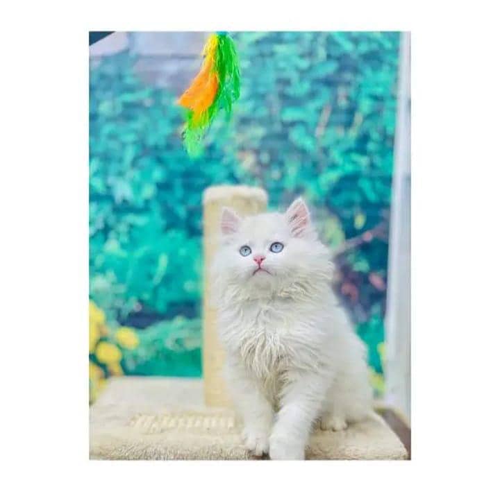 cash on delivery himalayan British kitten cat home delivery available

                                                            alt=