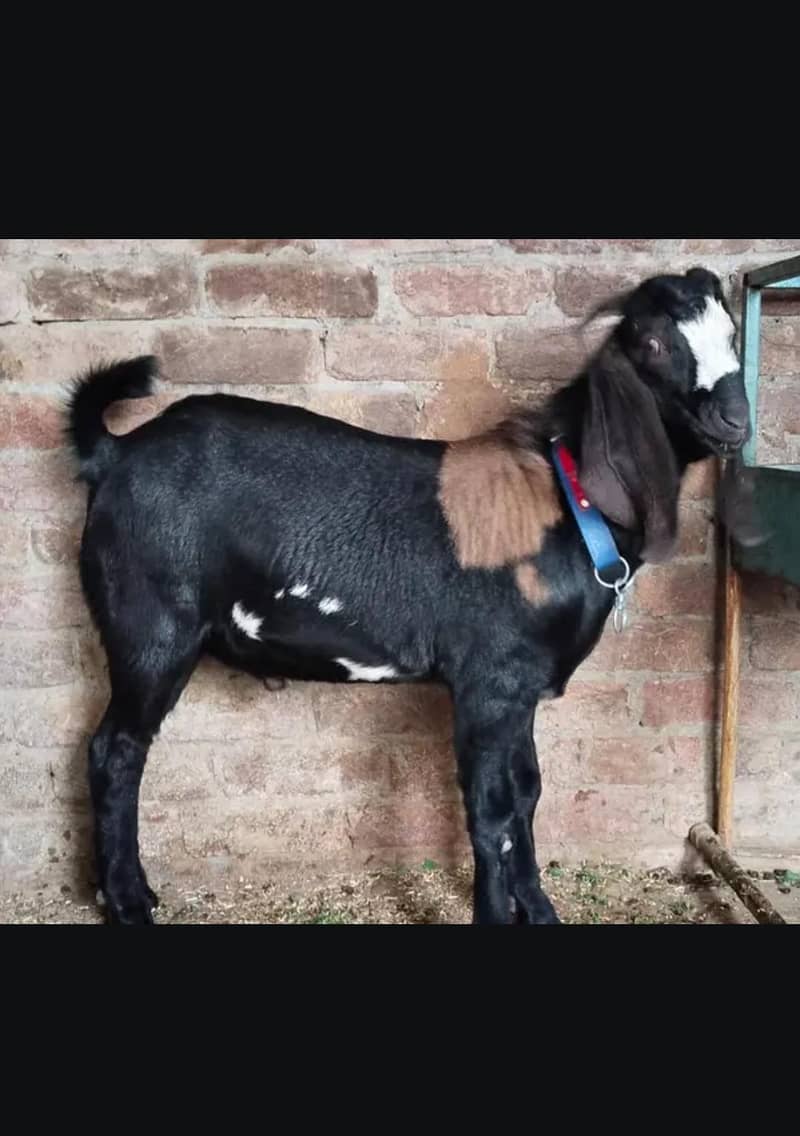 baqra for sale

                                                            alt=