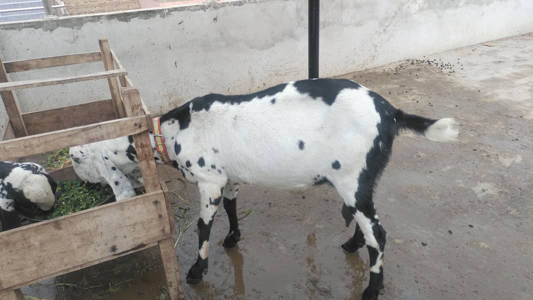 Goat black and white color

                                                            alt=