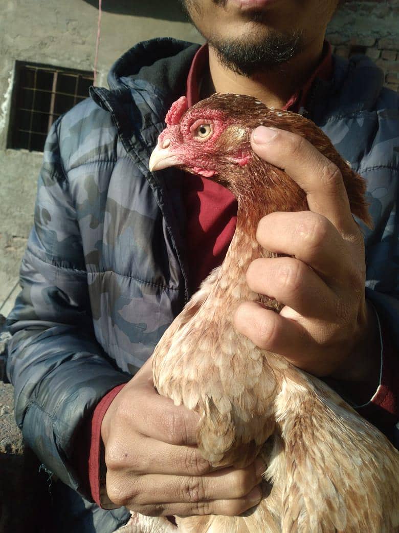 Abadi for sale

                                                            alt=