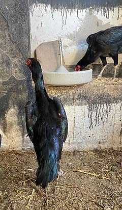 Black shamoo chick | Shamo Aseel | Oh shamo | shamo egg  | Chicks

                                                            alt=