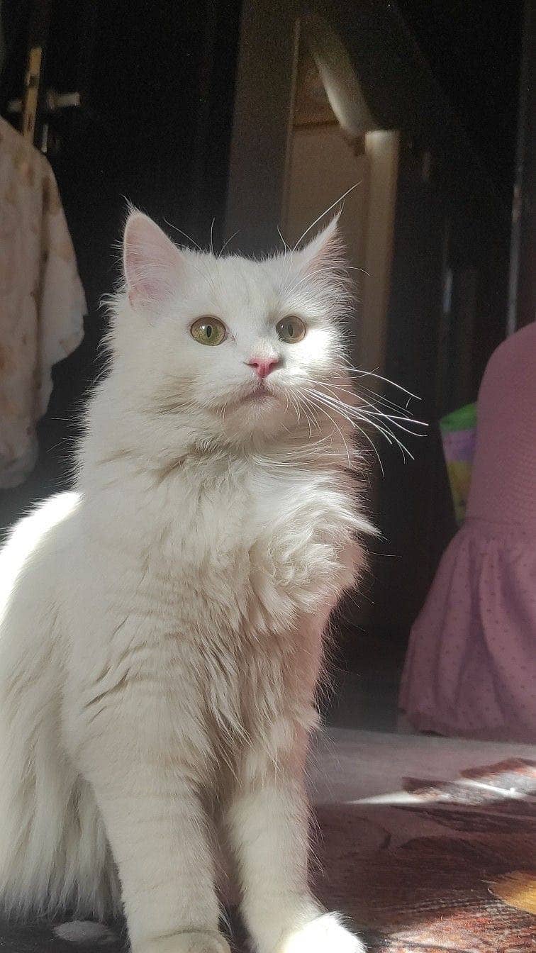 Persian cat / triple coat / vaccinated

                                                            alt=