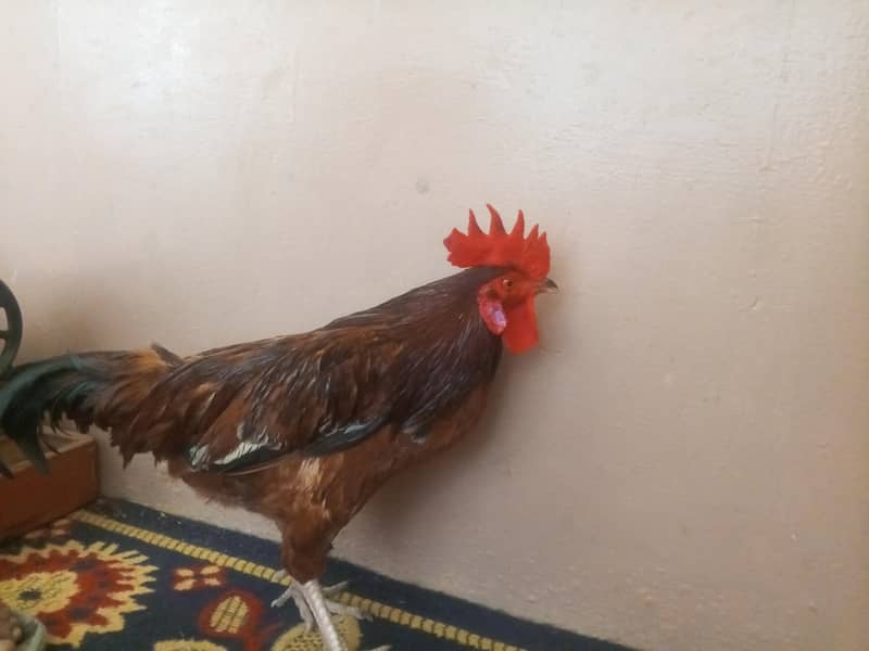 bilkul ok murga hai1500 ka

                                                            alt=