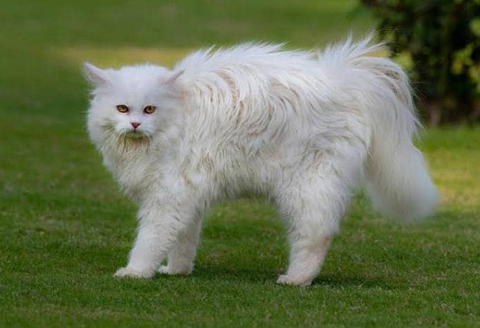 Fully Russian

                                                            alt=