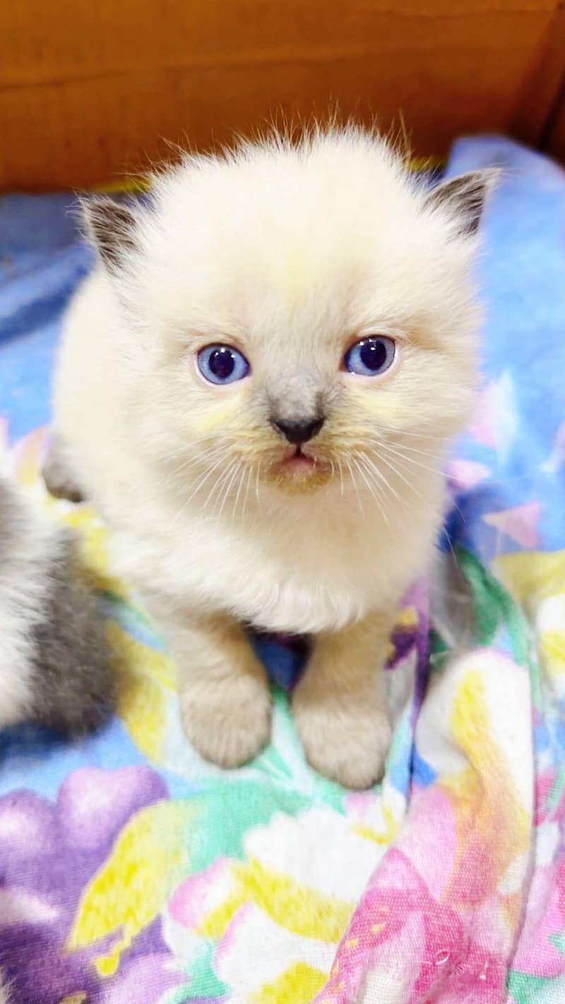 5 PERSIAN KITTENS AVAILABLE FOR SALE

                                                            alt=
