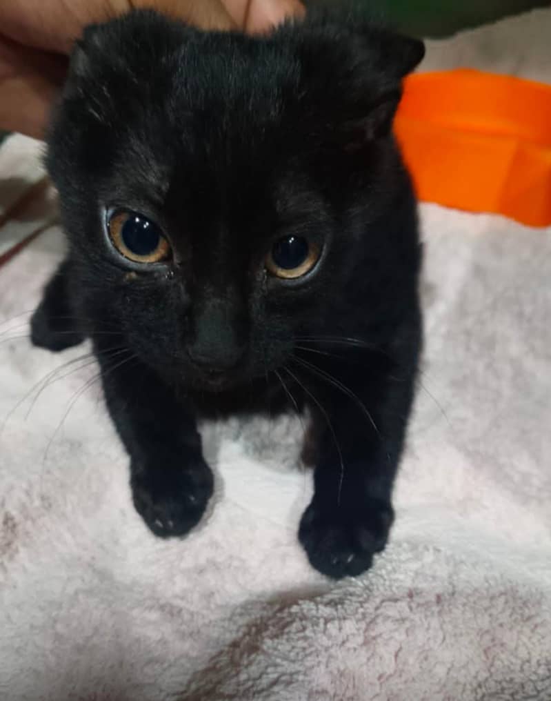 male kitten for sale

                                                            alt=